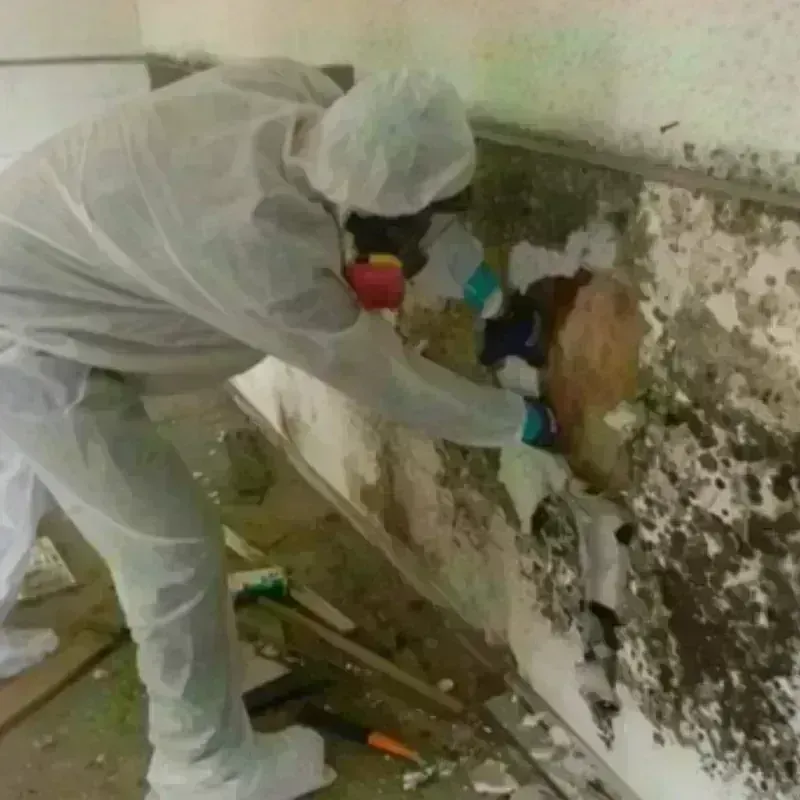 Mold Remediation and Removal in Live Oak, TX